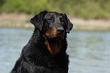 BEAUCERON 646